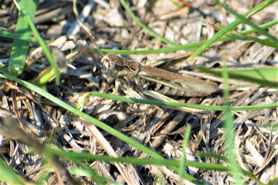 Chorthippus (Glyptobothrus) (subgenus)