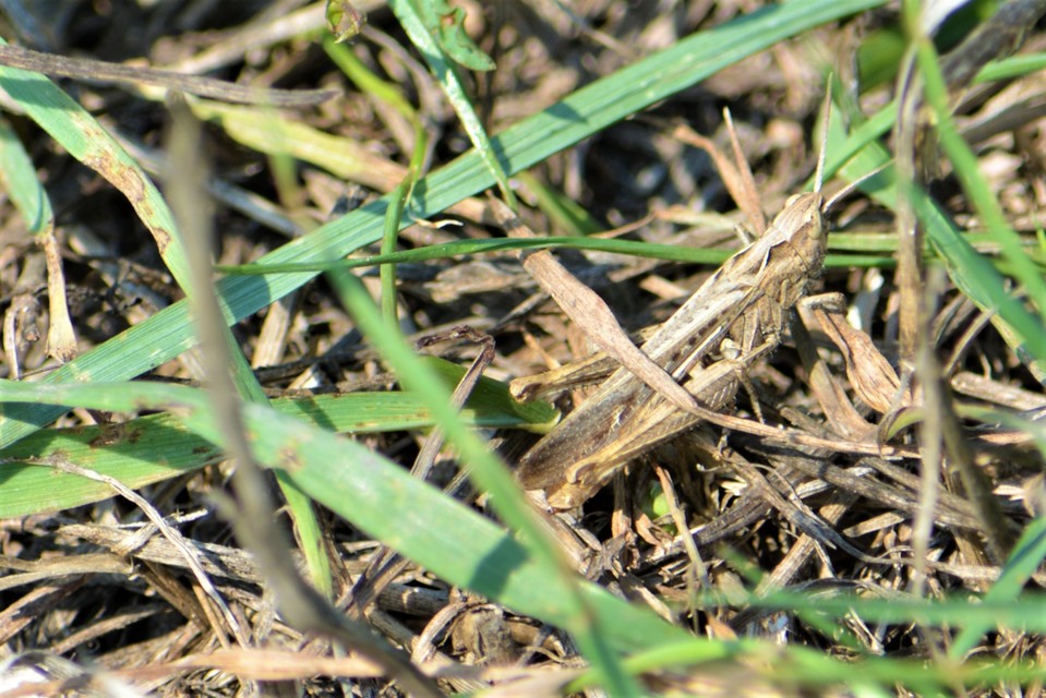 Chorthippus (Glyptobothrus) (subgenus)