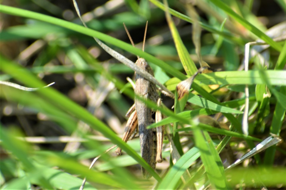 Chorthippus (Glyptobothrus) (subgenus)