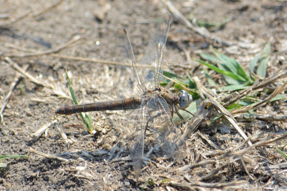 Orthetrum brunneum - pataki pásztorszitakötő
