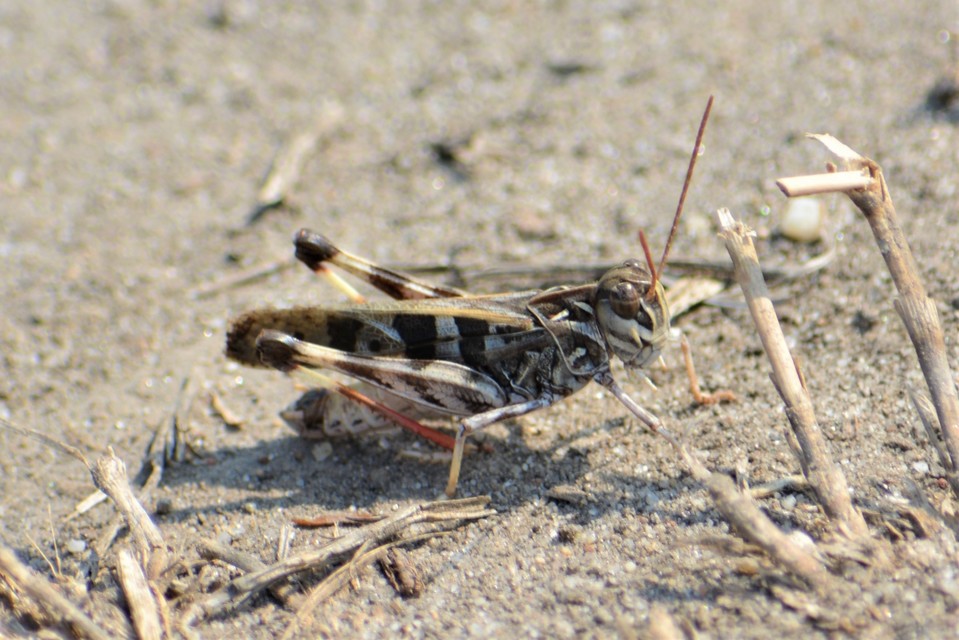 Oedaleus decorus - szalagos sáska