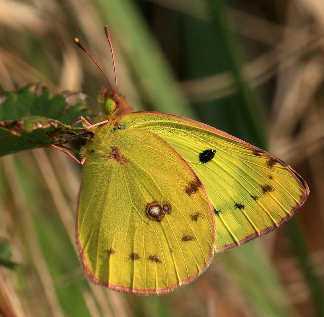 Colias alfacariensis - déli kéneslepke