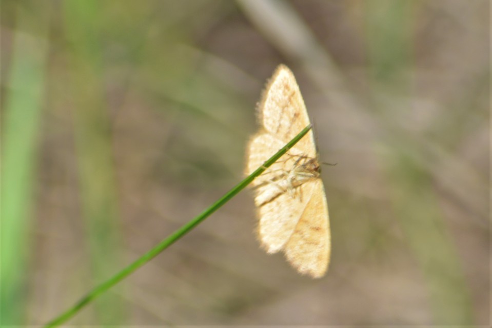 Idaea serpentata - kis sávosaraszoló
