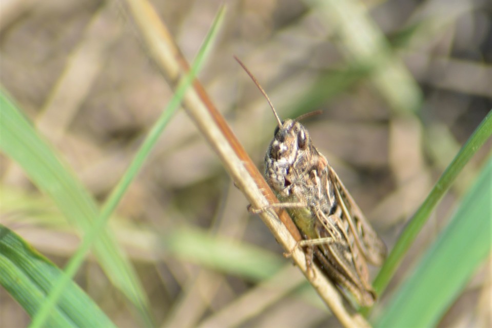 Chorthippus (Glyptobothrus) (subgenus)