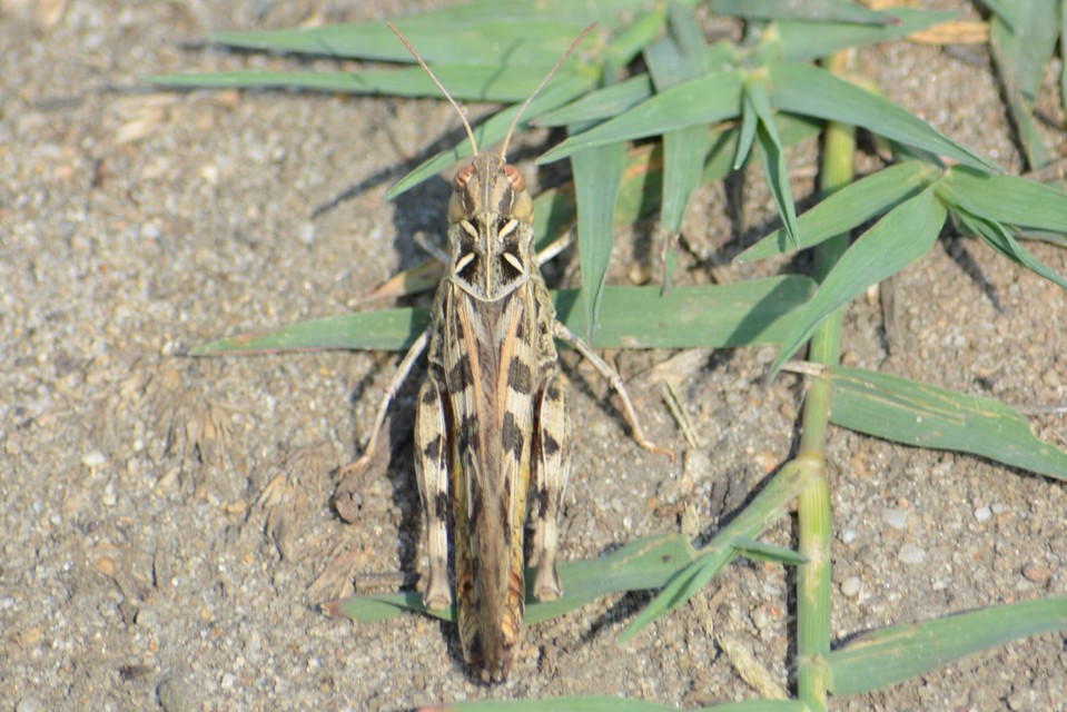 Oedaleus decorus - szalagos sáska