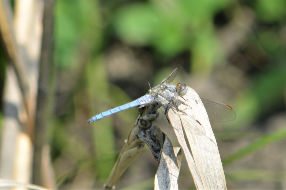Orthetrum brunneum - pataki pásztorszitakötő