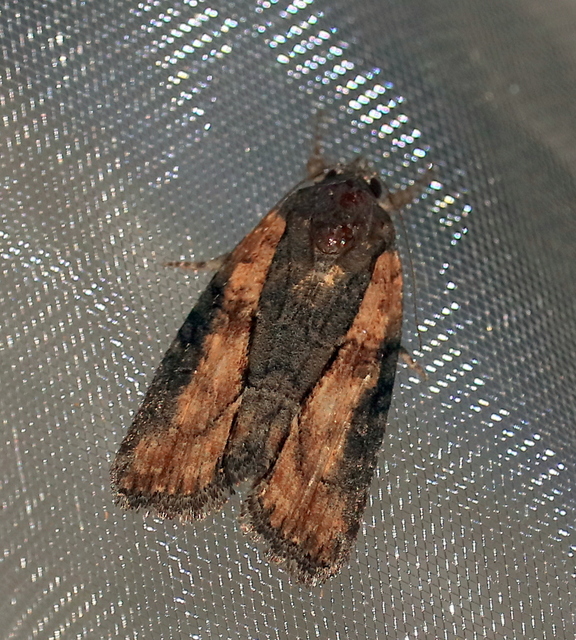 Bryophila raptricula/felina