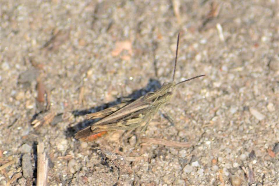 Chorthippus brunneus - közönséges tarlósáska