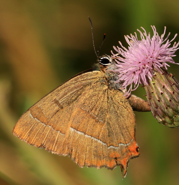 Thecla betulae - nyírfalepke