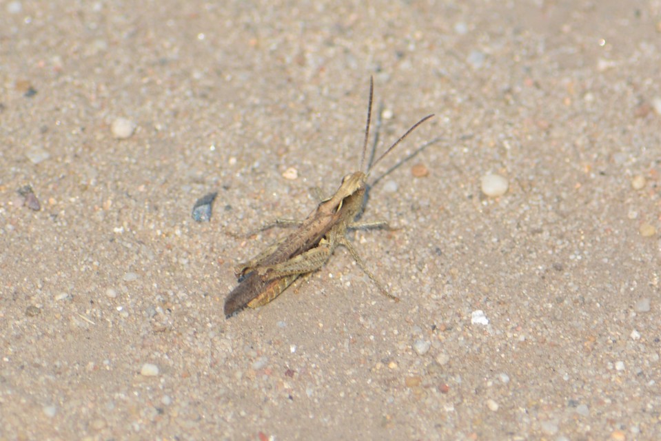 Chorthippus brunneus - közönséges tarlósáska
