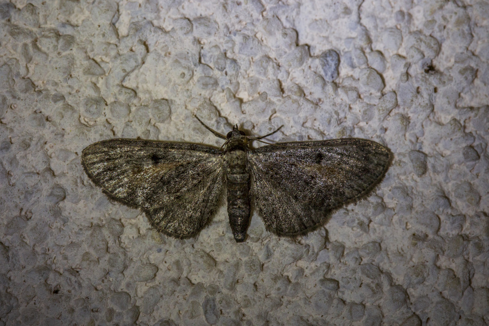 Eupithecia icterata - rozsdafoltos törpearaszoló