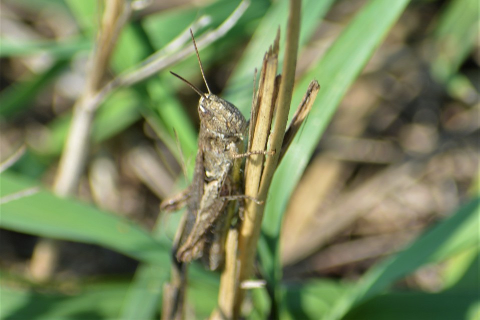 Chorthippus (Glyptobothrus) (subgenus)