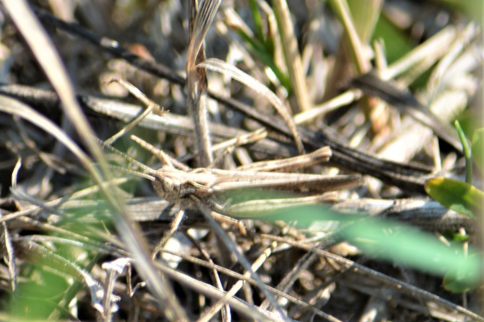 Chorthippus (Glyptobothrus) (subgenus)