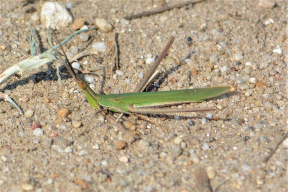 Acrida ungarica - sisakos sáska