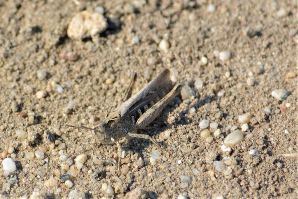Chorthippus (Glyptobothrus) (subgenus)
