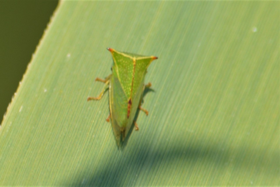 Stictocephala bisonia - bivalykabóca