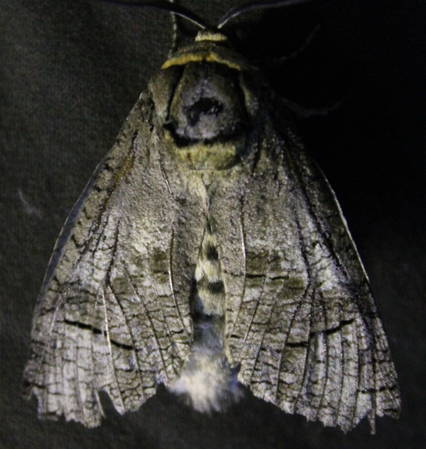 Cossus cossus - fűzfarontólepke