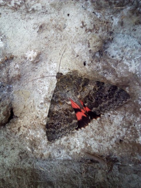 Catocala elocata - közönséges övesbagoly