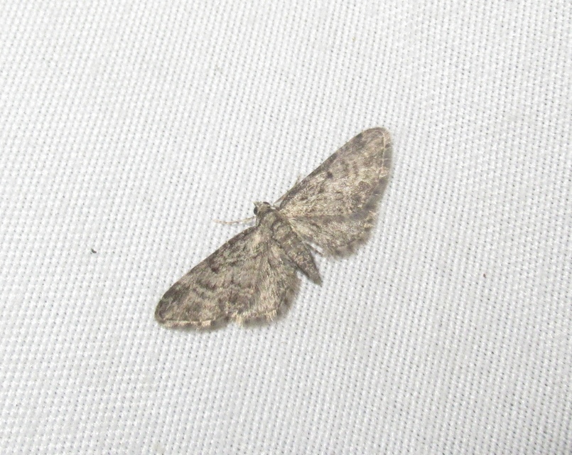 Eupithecia inturbata - juhar-törpearaszoló
