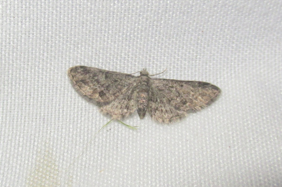 Eupithecia inturbata - juhar-törpearaszoló