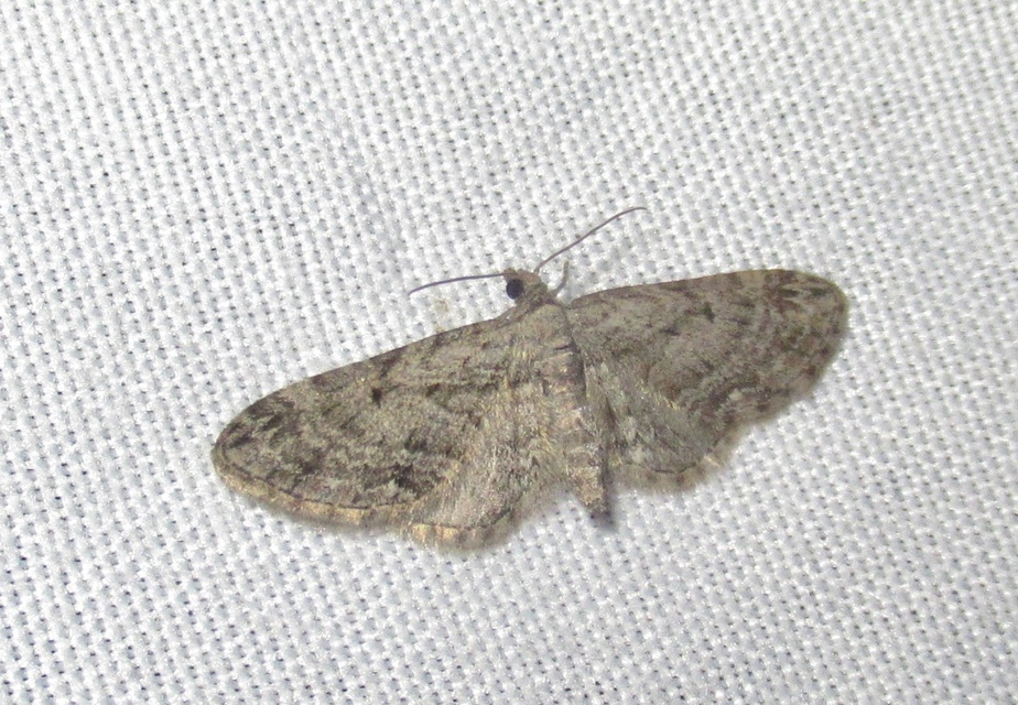 Eupithecia pusillata - lucfenyő-törpearaszoló