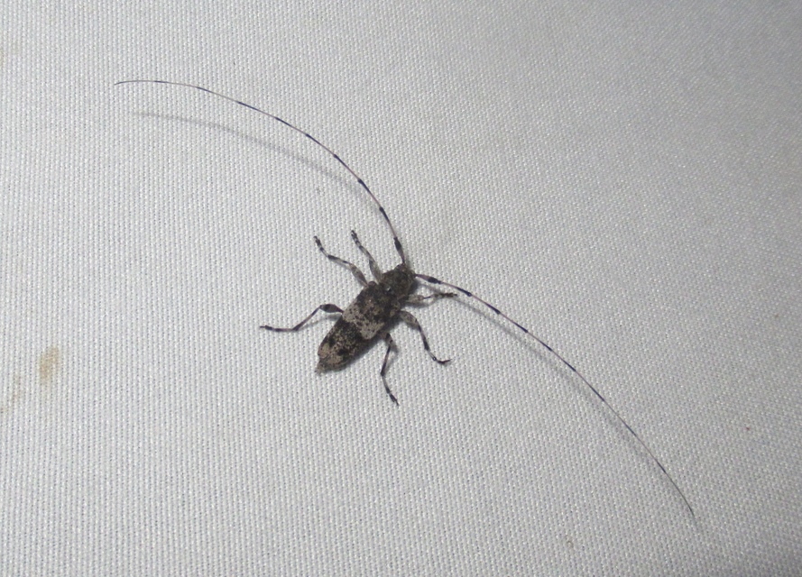 Acanthocinus griseus - szürke daliáscincér