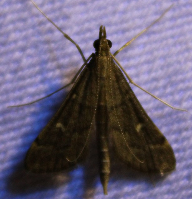 Dolicharthria punctalis - hosszúlábú tűzmoly