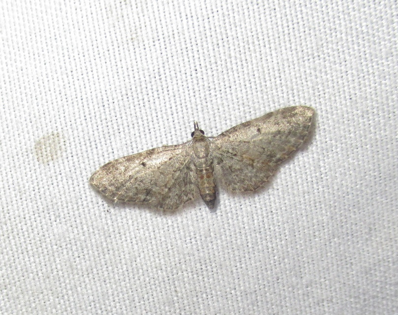 Eupithecia tenuiata - sötétszegélyű törpearaszoló