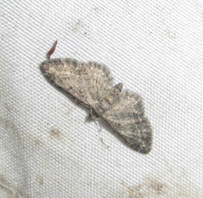 Eupithecia tenuiata - sötétszegélyű törpearaszoló