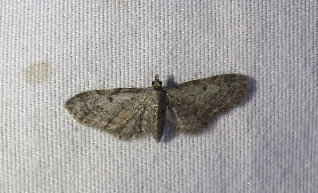 Eupithecia tenuiata - sötétszegélyű törpearaszoló
