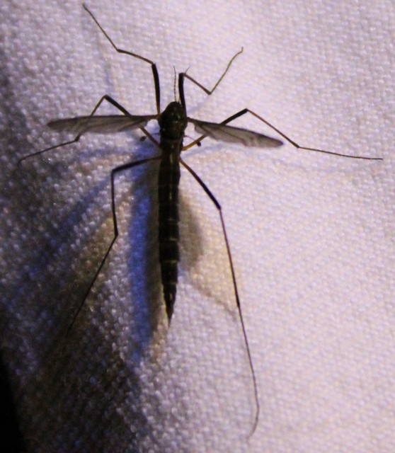 Nigrotipula nigra