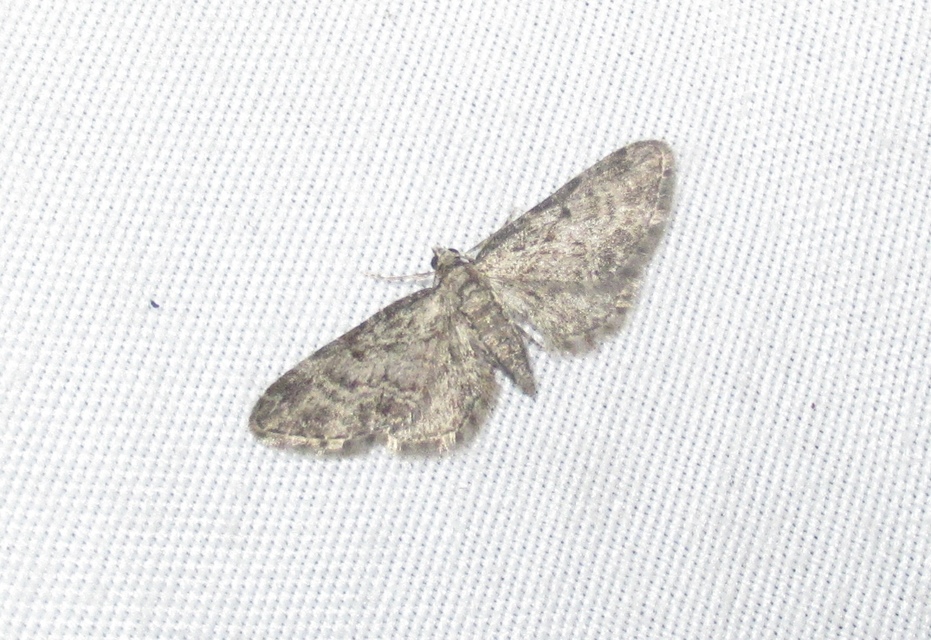 Eupithecia inturbata - juhar-törpearaszoló