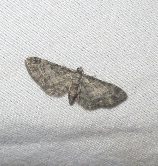 Eupithecia inturbata - juhar-törpearaszoló