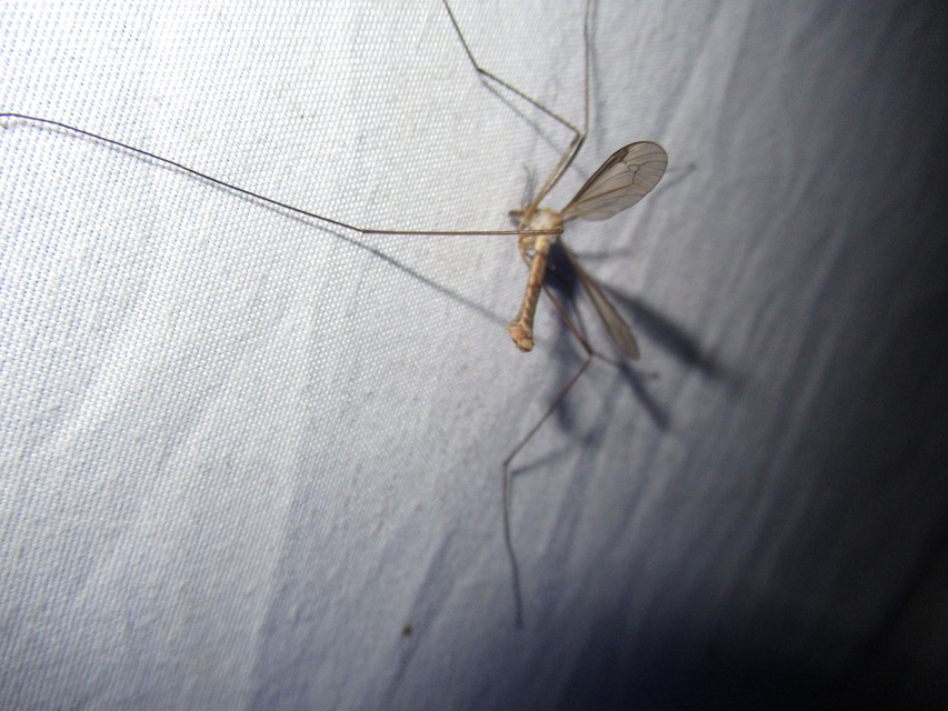 Tipula