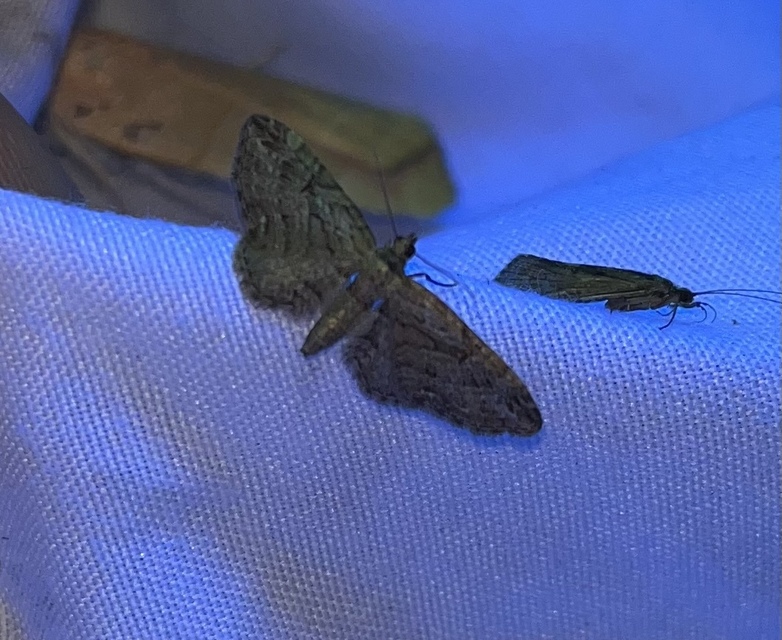 Eupithecia ericeata - feketefenyő-törpearaszoló