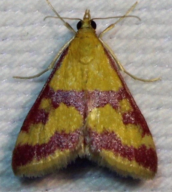 Pyrausta sanguinalis/virginalis