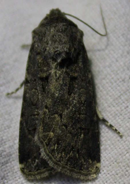 Agrotis bigramma - kétjegyű földibagoly