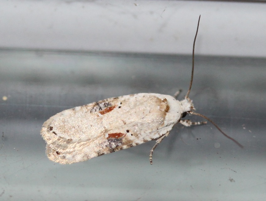 Agonopterix alstromeriana - bürök-laposmoly