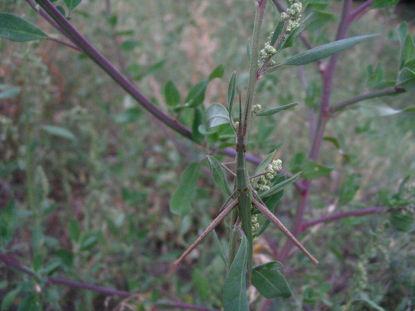 Acrida ungarica - sisakos sáska
