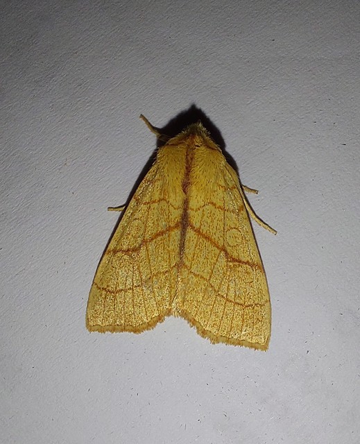 Tiliacea citrago - citromszínű sárgabagoly