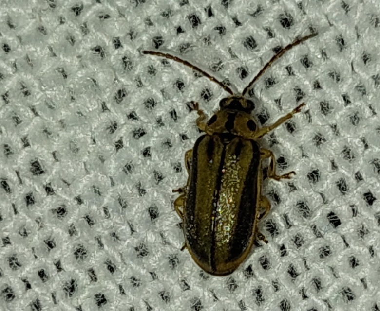Xanthogalerucella luteola - szilfa-olajosbogár