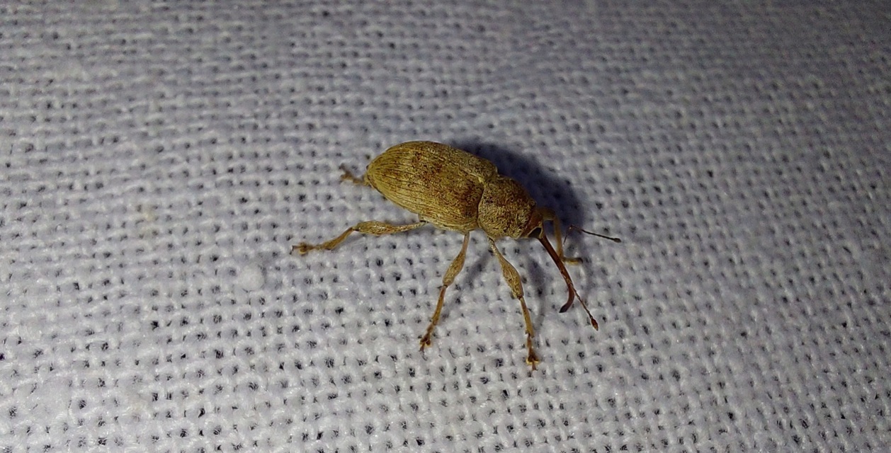 Curculio propinquus - halvány zsuzsóka