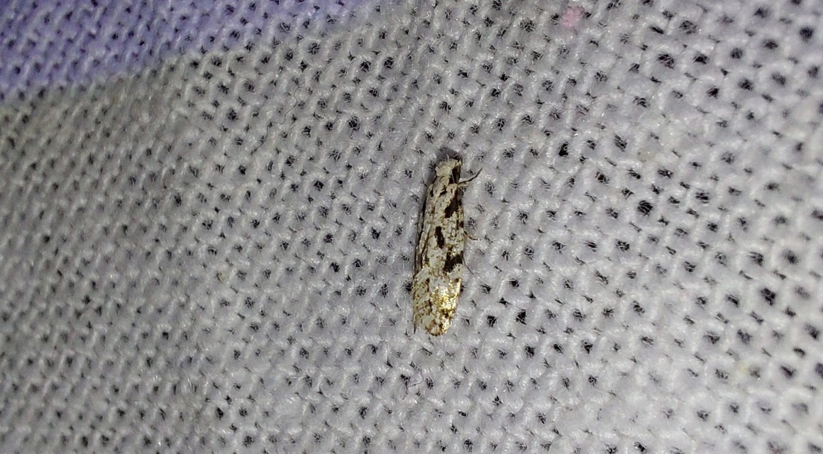 Nemapogon