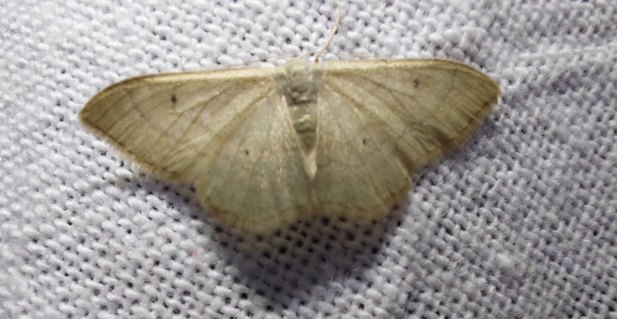 Idaea straminata - szalmasárga sávosaraszoló