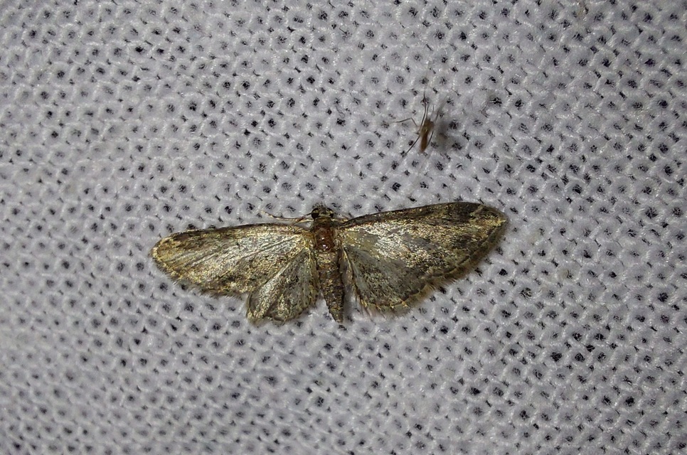 Eupithecia inturbata - juhar-törpearaszoló