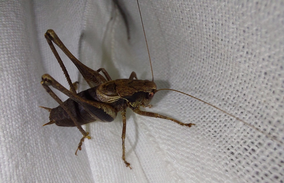 Pholidoptera griseoaptera - szürke avarszöcske