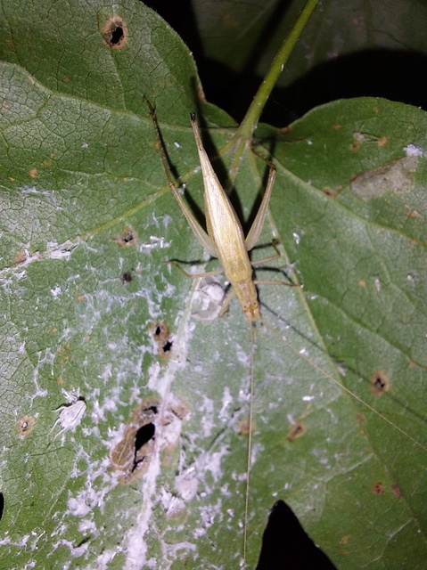 Oecanthus pellucens - pirregőtücsök