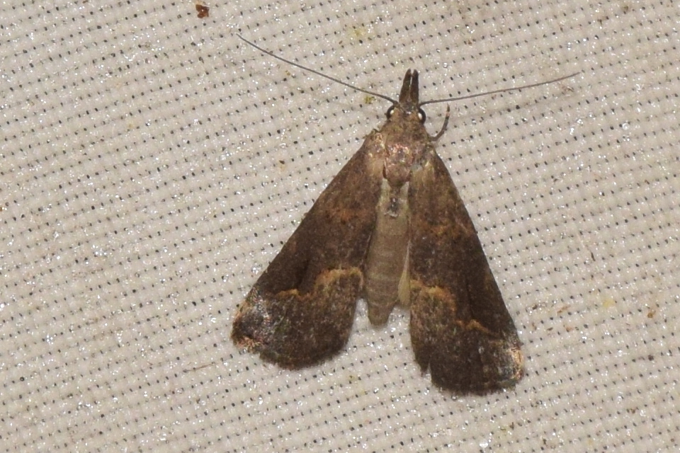 Schrankia costaestrigalis - keskenyszárnyú karcsúbagoly