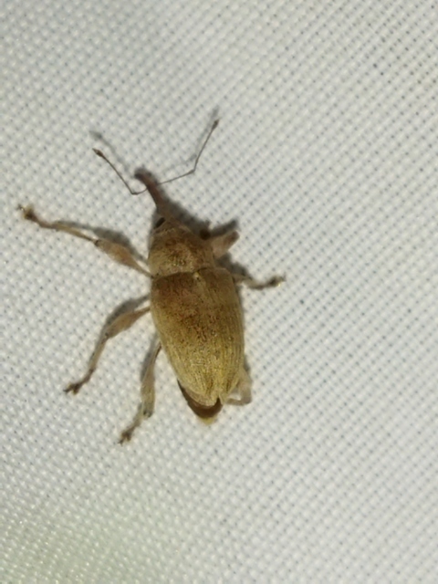 Curculio propinquus - halvány zsuzsóka