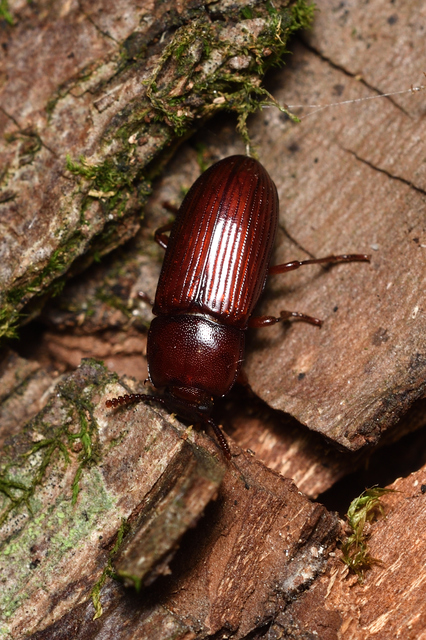 Uloma culinaris - nagy rágványbogár